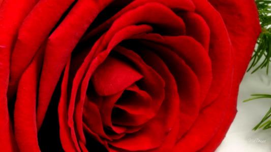 玫瑰如此红色的壁纸
