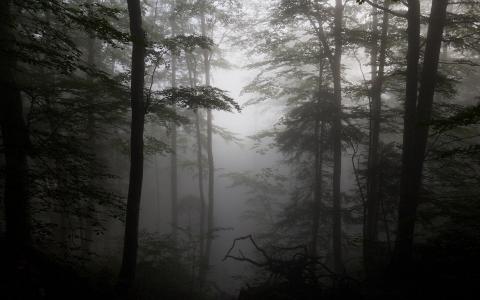 森林雾漂流木剪影树免费照片墙纸