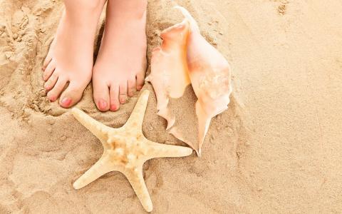 脚壳贝壳海滩沙子高清壁纸