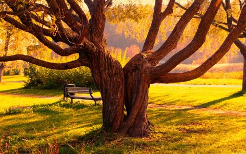 秋天公园的大树，长凳，草地壁纸