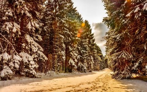 冬天，雪，树，森林，步道壁纸