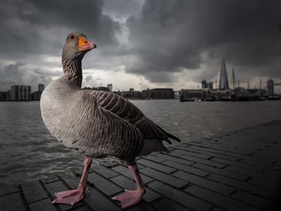 灰色的鹅走在泰晤士河边，伦敦壁纸