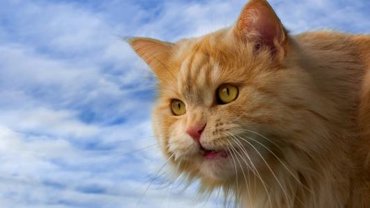 毛茸茸的猫，橙色的，黄色的眼睛，脸特写墙纸