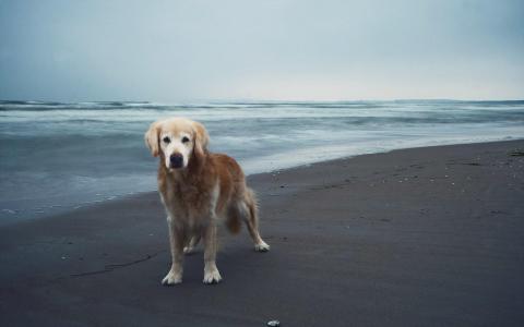 狗朋友海滩壁纸