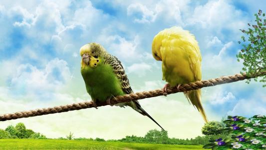 在绳索墙纸的爱鸟