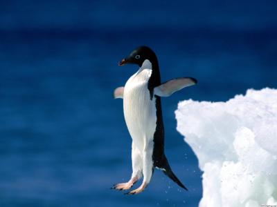 信仰企鹅壁纸的飞跃
