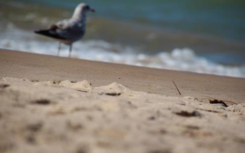 海滩鸟海鸥微距模糊沙子高清壁纸