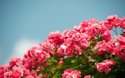 花园花，美丽的红玫瑰壁纸