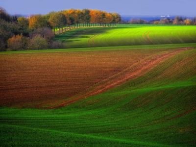 秋季农田，树木，绿色和棕色，美丽的风景壁纸