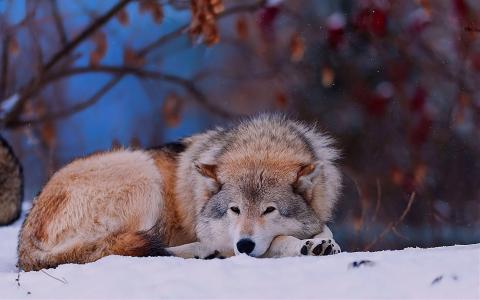冬天的雪，狼躺在地上的壁纸