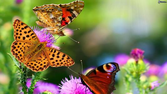 蝴蝶花动物多彩的壁纸