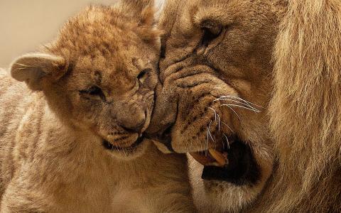 狮子幼狮狮子母亲壁纸