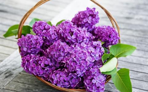 春天丁香花紫色壁纸