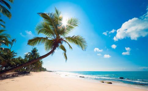 棕榈树上海滩壁纸