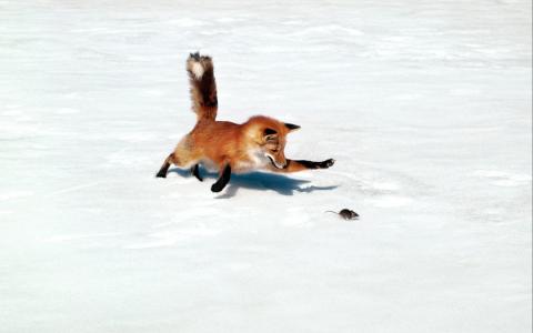 狐狸鼠追逐雪冬季高清壁纸