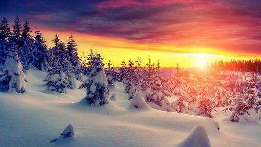 夕阳，冬天，厚厚的雪，树木壁纸