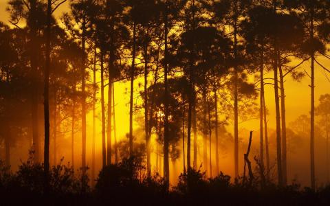 布什自然景观树木森林阳光梁光线过滤日出夕阳辉光宽壁纸