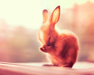 兔子的耳朵壁纸