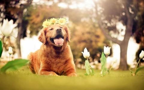 可爱的棕色狗，花圈，鲜花，郁金香，夏天，自然壁纸