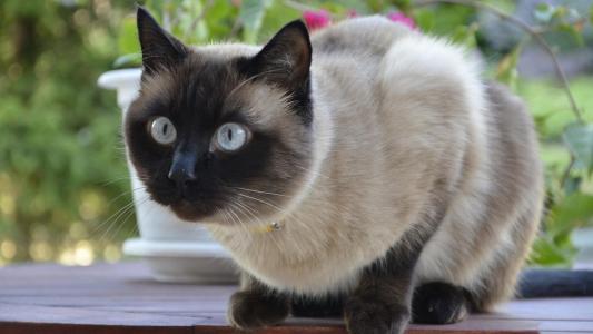 *漂亮的猫…有这么漂亮的蓝眼睛和墙纸