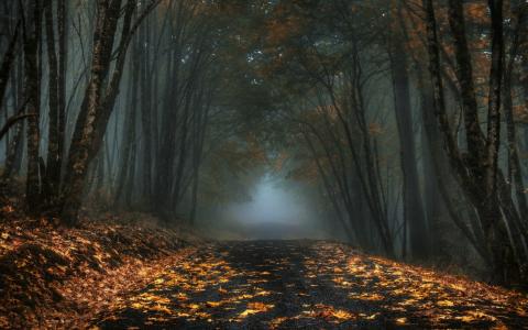 自然，雾，道路，森林，叶子，秋天，黑暗，早晨的壁纸