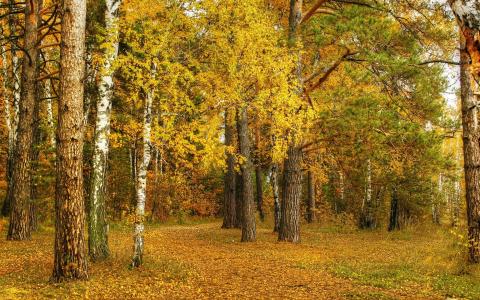 秋天，桦木，黄叶，树木，森林壁纸