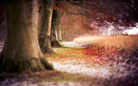 山毛榉秋天的树木壁纸