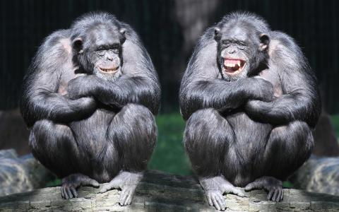 黑猩猩笑壁纸