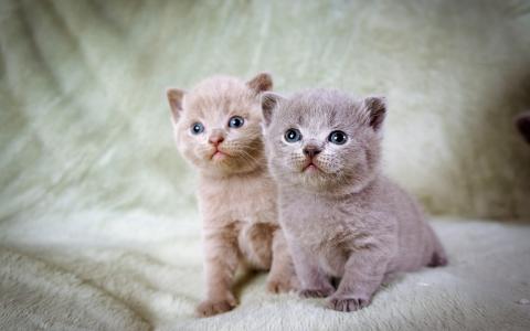 毛茸茸的小猫，双胞胎壁纸