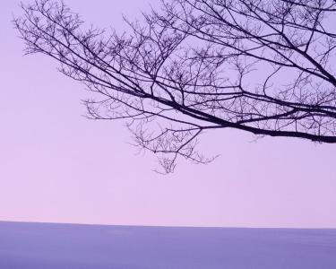 景观，分支，紫色壁纸