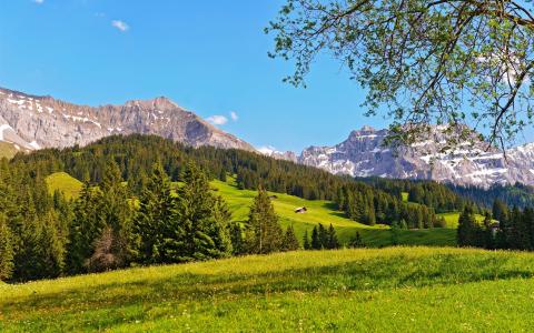 瑞士，伯尔尼高原，森林，草，山，蓝天壁纸
