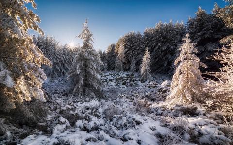 保加利亚，森林，雪，太阳，冬季壁纸