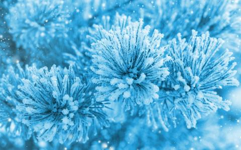 云杉嫩枝，针，雪，冰，冬天，蓝色壁纸