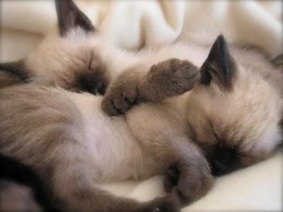 两只睡暹罗猫壁纸