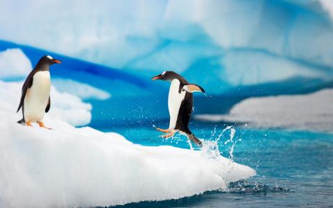 Gentoo企鹅南极洲壁纸