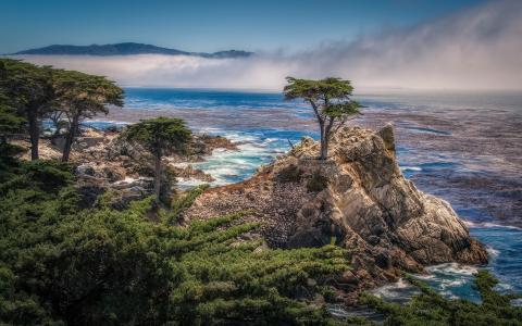 圆石滩，加利福尼亚州，美国，海岸，海，树木壁纸