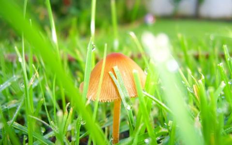 小蘑菇和湿草壁纸