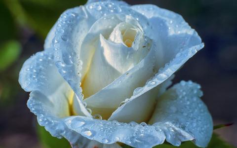 浅蓝色玫瑰，花瓣，水滴，露珠壁纸