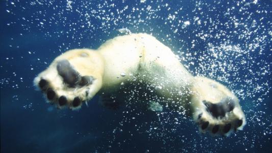 北极熊熊水下气泡脚爪高清壁纸