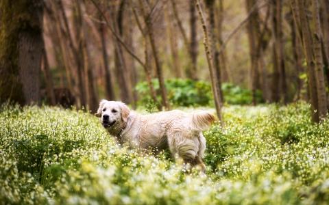 可爱的猎犬，森林，草，花卉壁纸