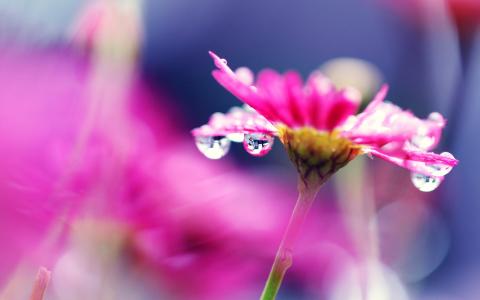 粉红花朵微距摄影，明亮，水滴，模糊壁纸
