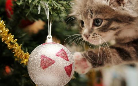 新的一年，圣诞节，小猫，球，毛皮树壁纸