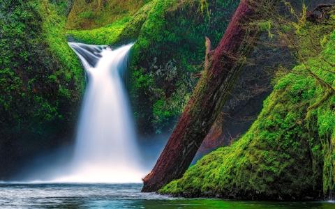 凸碗瀑布，鹰溪，哥伦比亚河峡谷，俄勒冈，美国，苔藓壁纸