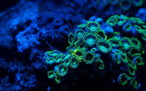 珊瑚蓝色海洋水下高清壁纸