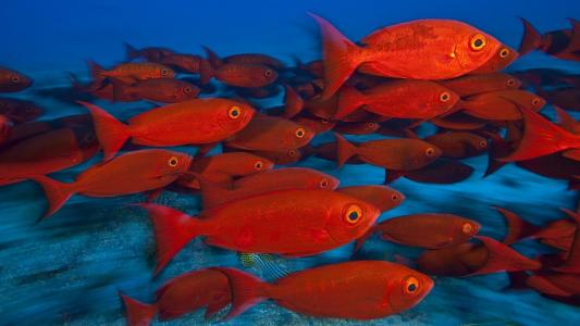 动物鱼热带红颜色的眼睛水下海洋海水高清宽屏壁纸