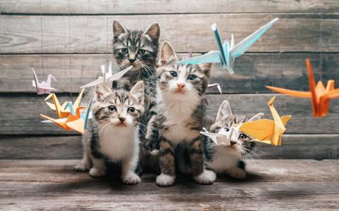 四只小猫，胡须，寻找，纸鸟，折纸墙纸