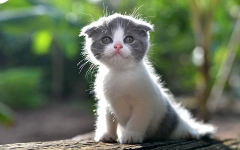 可爱的小猫，毛茸茸的猫壁纸