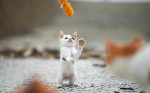 白色小猫站着玩游戏壁纸
