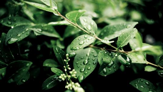 植物，雨后，绿叶，水滴壁纸