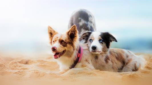 海滩上的两只狗壁纸
